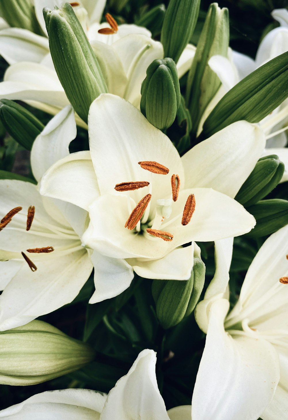 un primo piano di un fiore