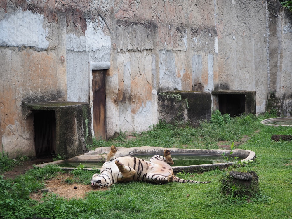 a group of tigers lying on the ground outside a building