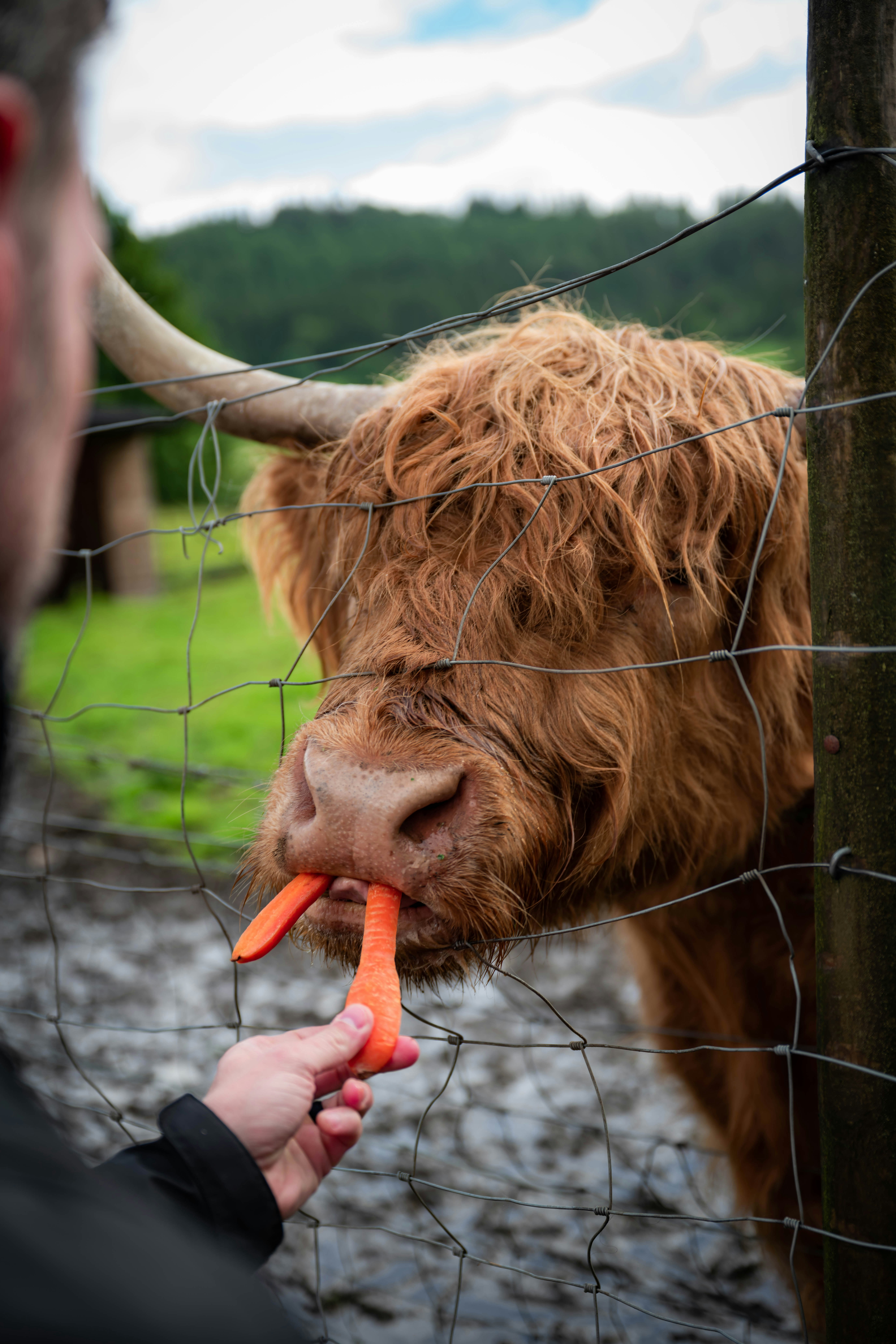 a goat eating a carrot
