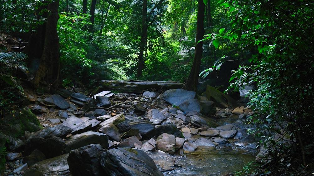 a stream in a forest