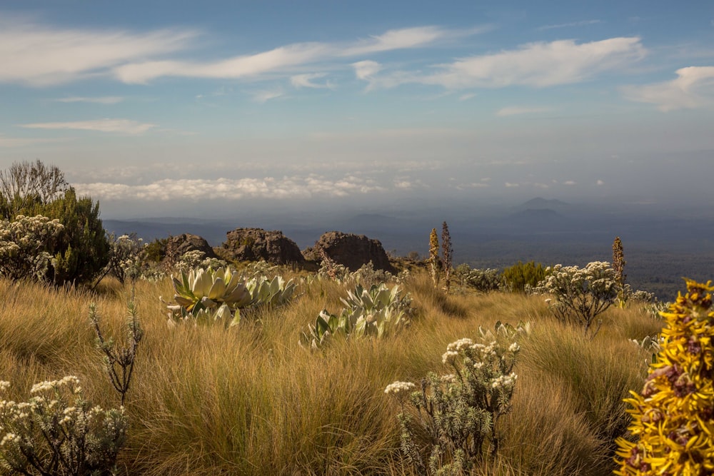 a field of grass with flowers and mountains in the background