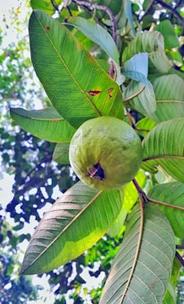 A close-up view of a fresh green guava hanging amid vibrant green leaves. The leaves have prominent veins and a few reddish-brown spots. The background shows a blur of foliage and dappled sunlight.