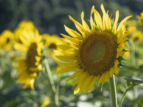 a close up of a sunflower