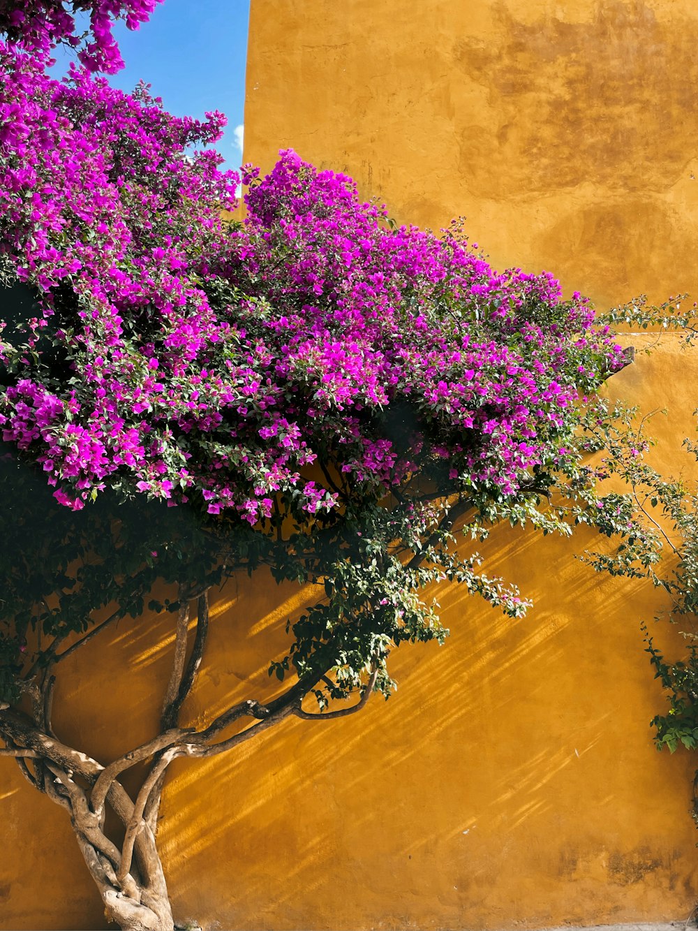 Un árbol con flores púrpuras