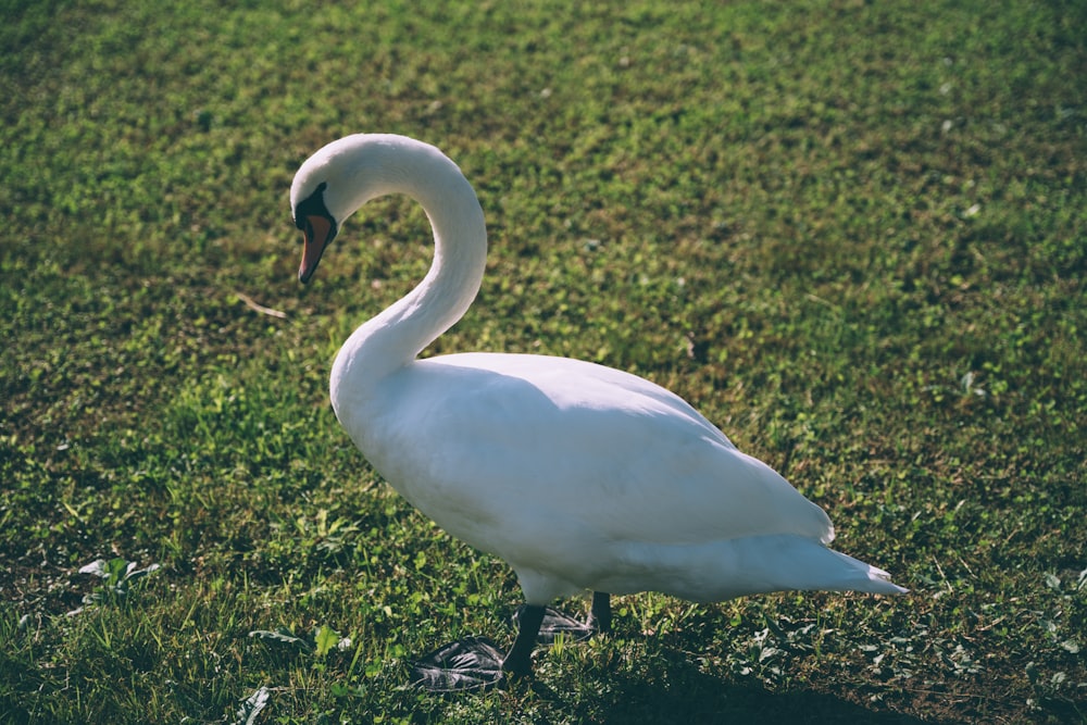a white swan on grass