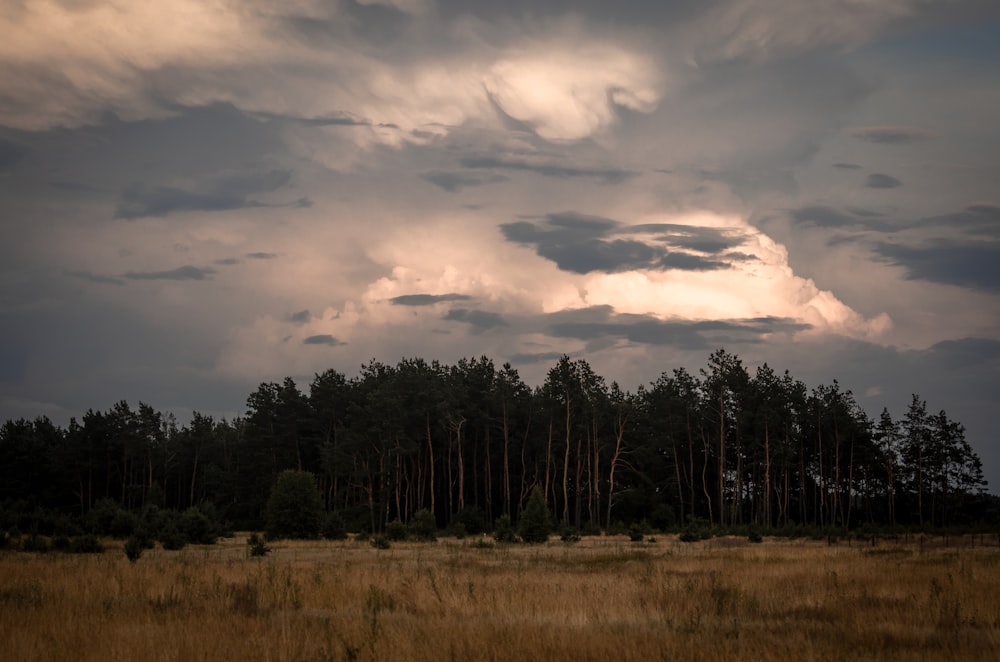 un campo con alberi in esso