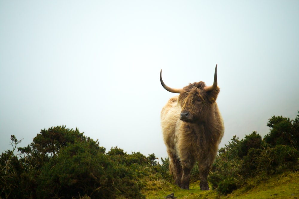 Un grande animale si trova in un campo erboso