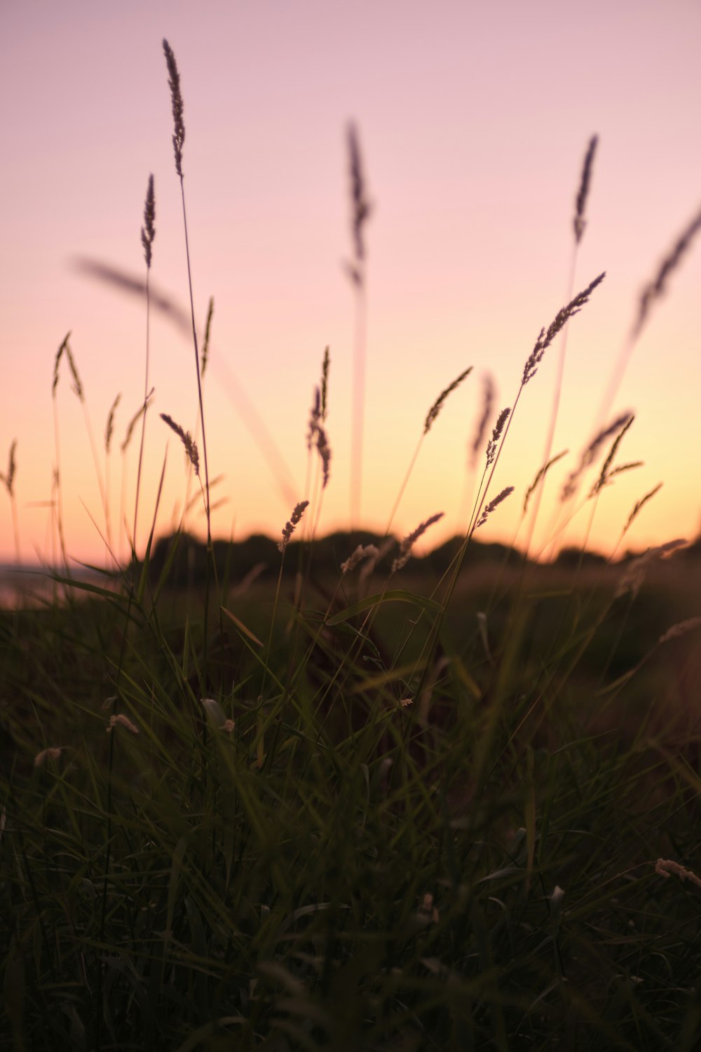 a field of grass with a sunset in the background