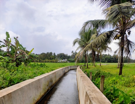 A serene rural landscape featuring a narrow irrigation canal bordered by lush greenery. Tall coconut palm trees line the canal, with their fronds gently swaying above. Beyond the canal, an expanse of greenery stretches into the distance, interspersed with more trees. The sky is partly cloudy, casting soft, diffused light over the scene.
