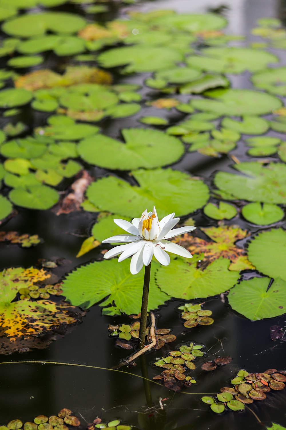 a white flower on a lily pad