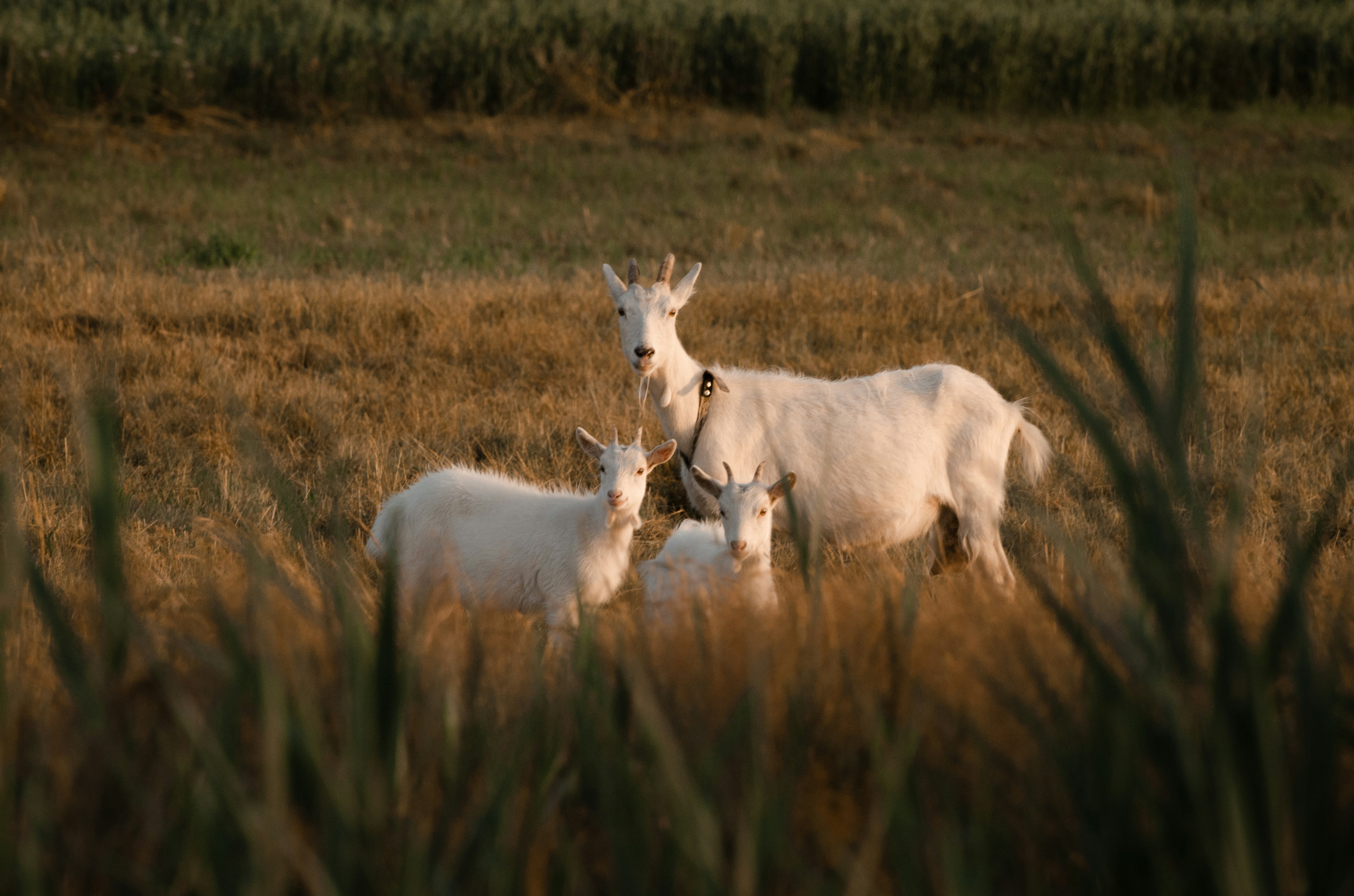 Photo by viktortalashuk