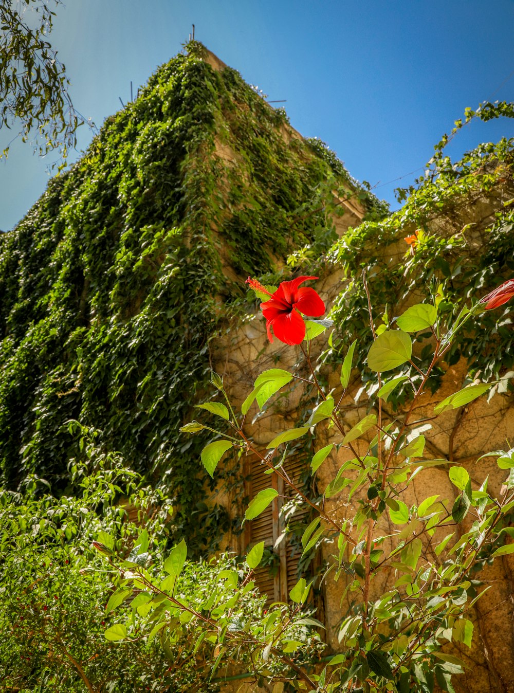 a red flower on a bush