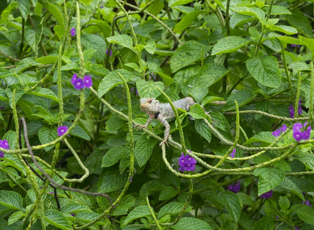 a butterfly on a flower