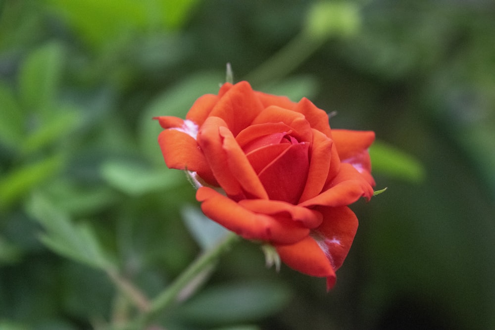 a close up of a flower