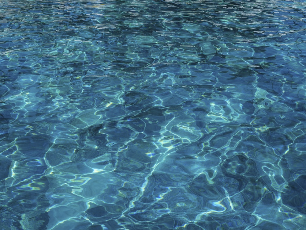 a large group of fish swimming in the water