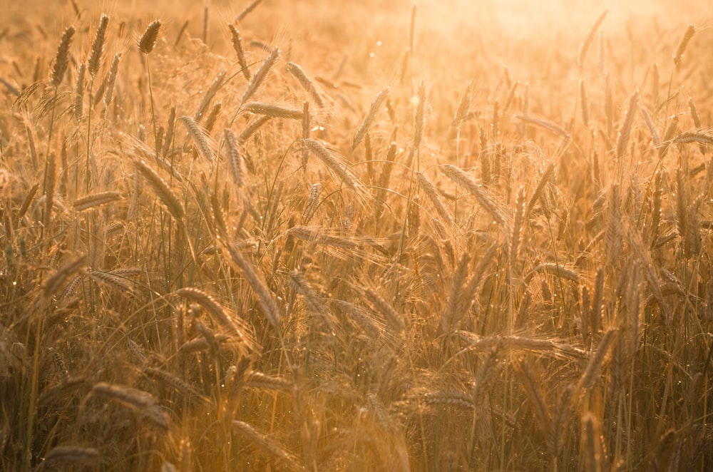 a field of wheat