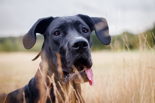 a dog with its tongue out