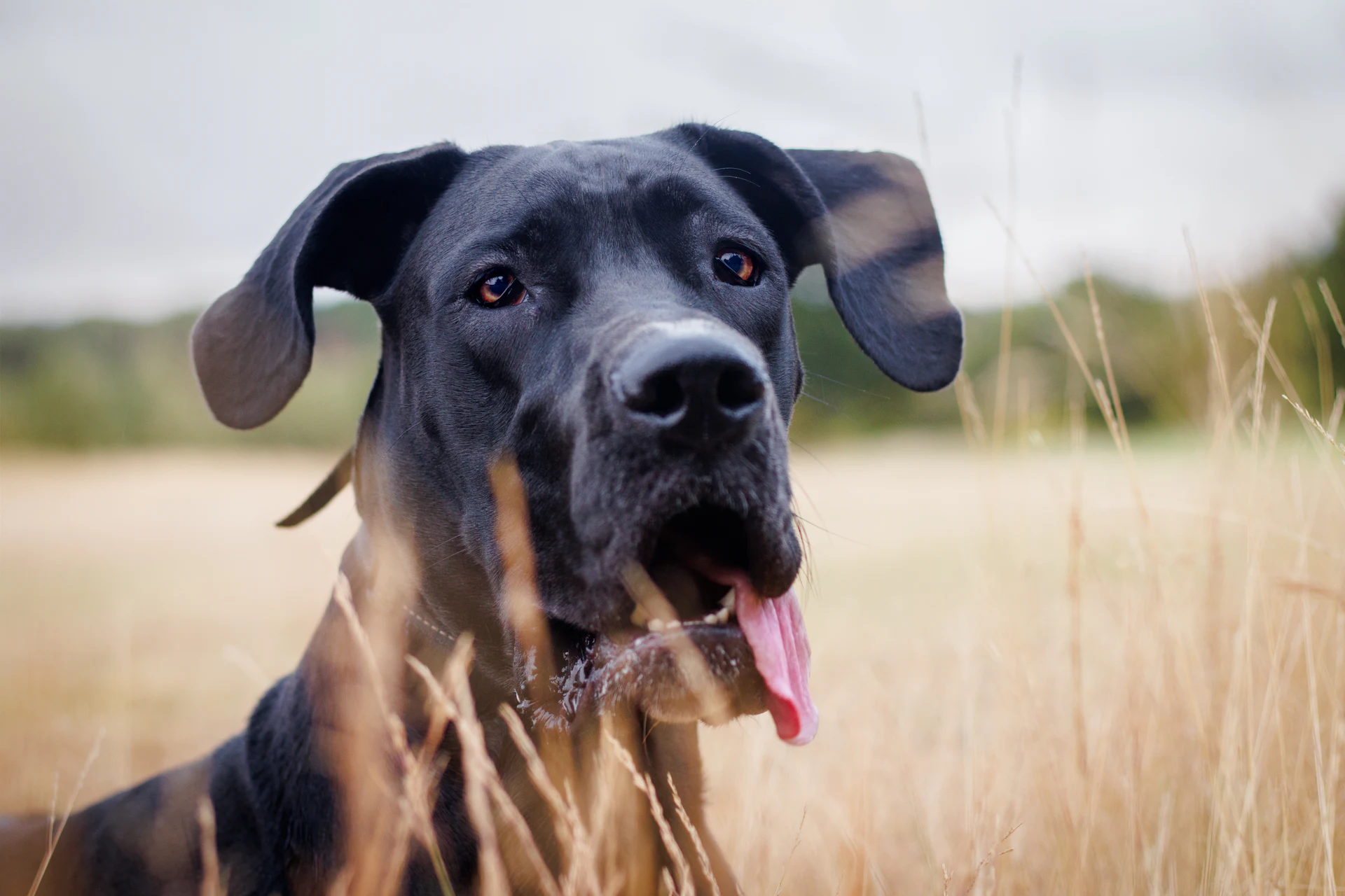 A Great Dane