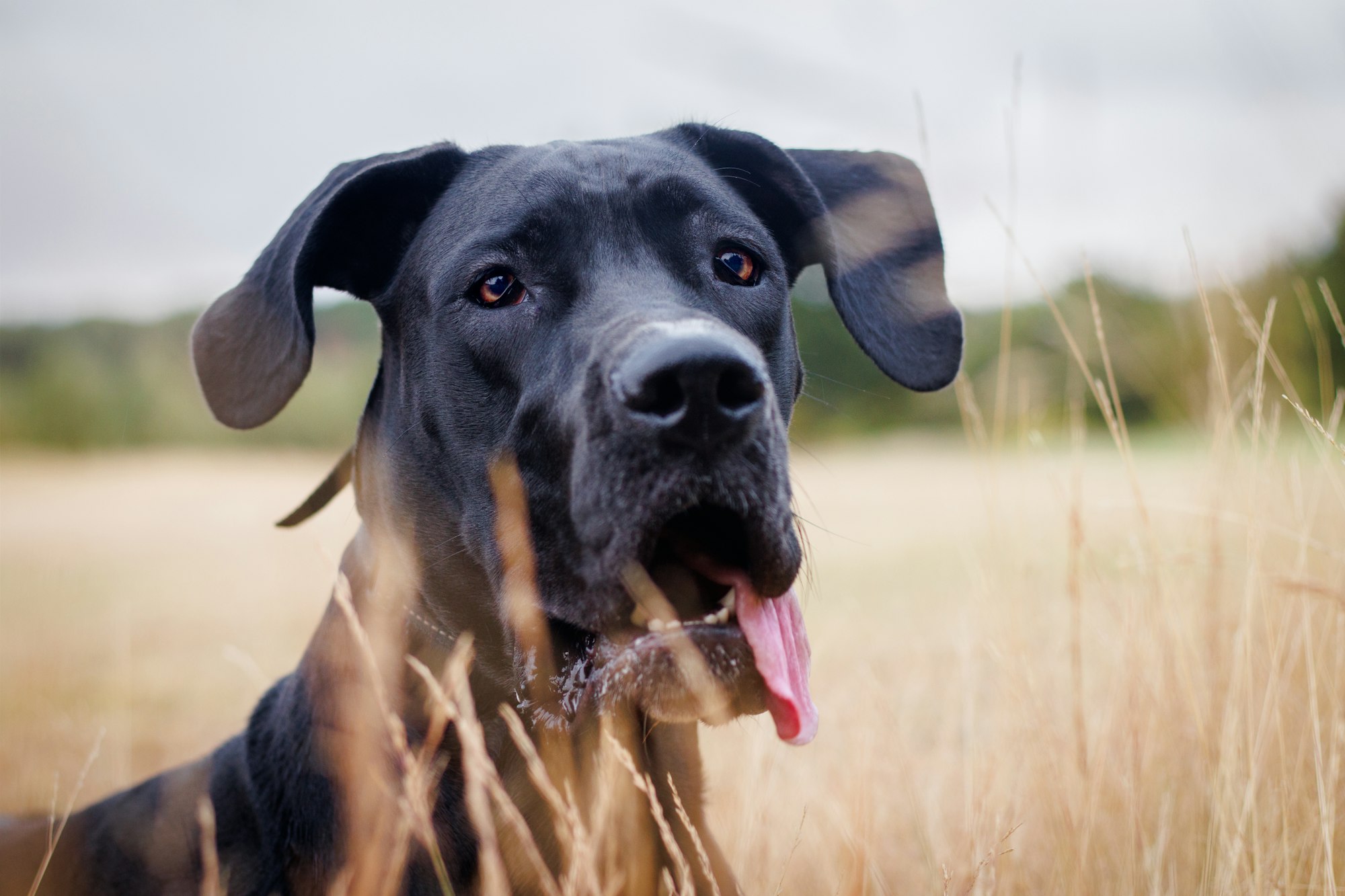 Doberman mixed with Great Dane breed