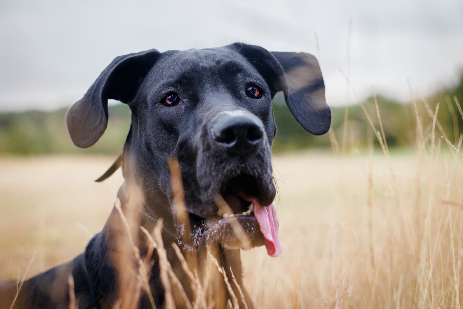 DIY Enrichment for a Great Dane (One Hour, Indoor)