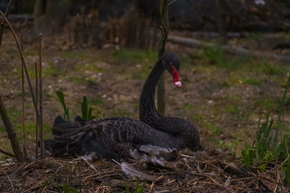 a black swan sitting in the grass