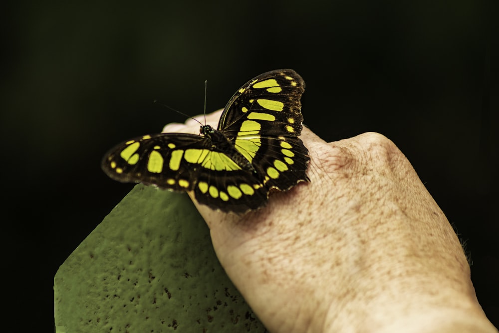 a butterfly on a person's finger