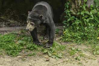 A sun bear stands on a patch of mixed grass and dirt, surrounded by leafy green plants. The bear's coat is dark with a lighter-colored muzzle and markings on its face. It appears to be in a naturalistic enclosure or wild environment.