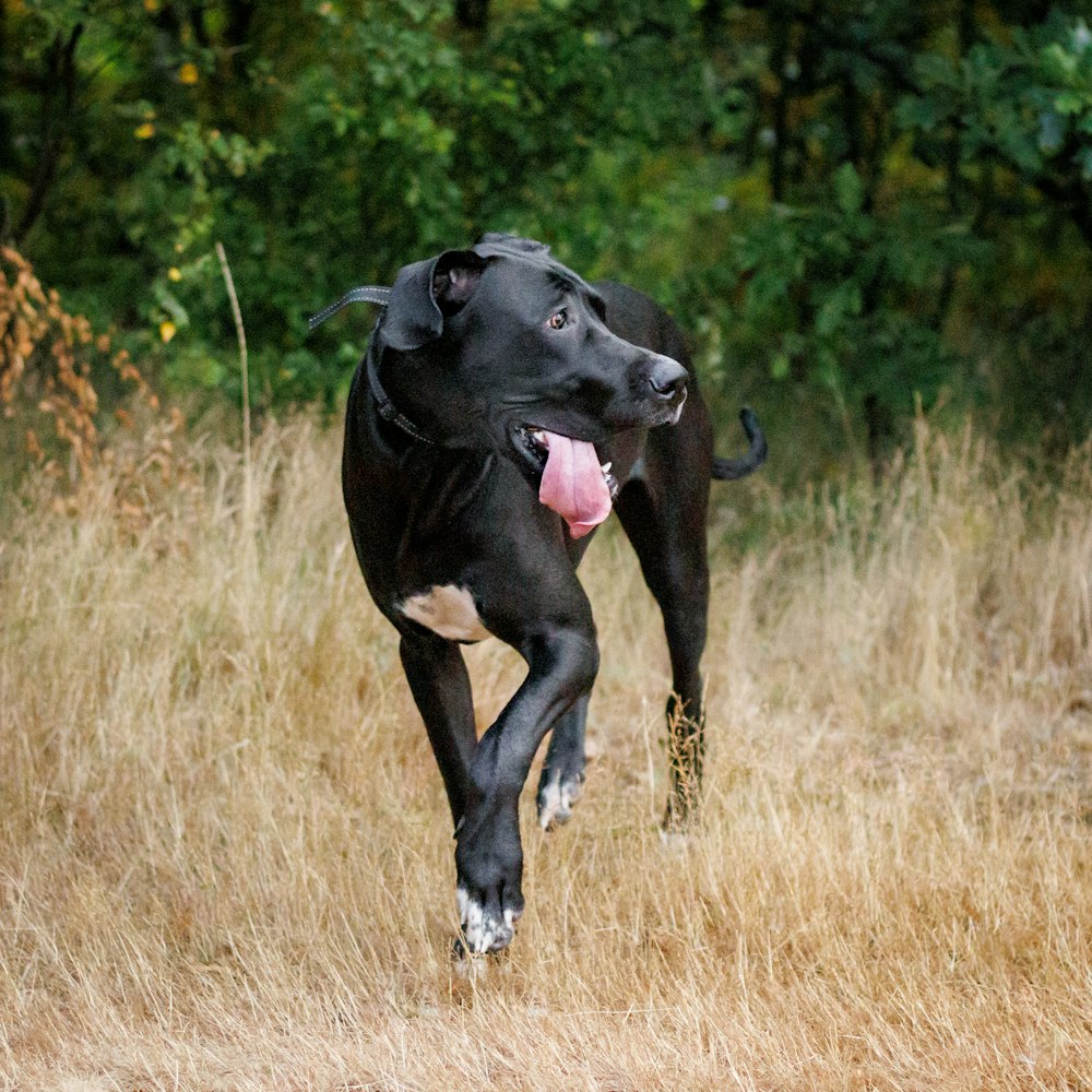 a dog running through a field