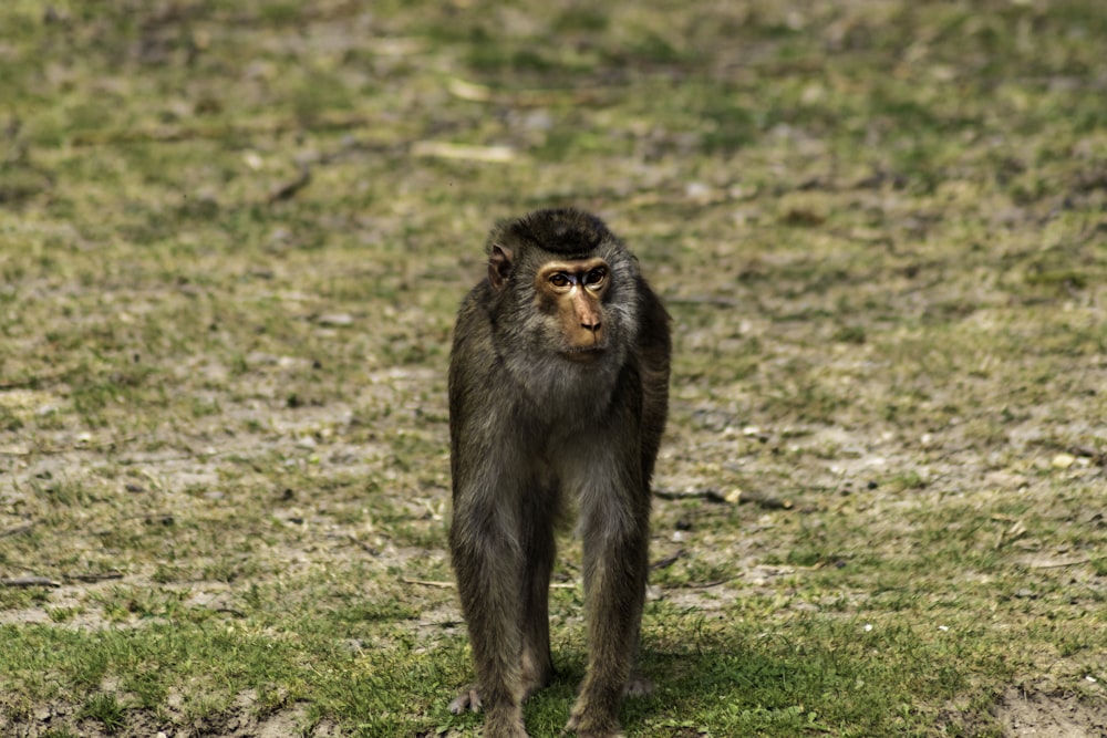 a monkey standing on grass
