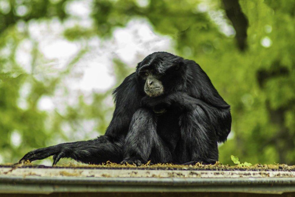 a black monkey sitting on a ledge