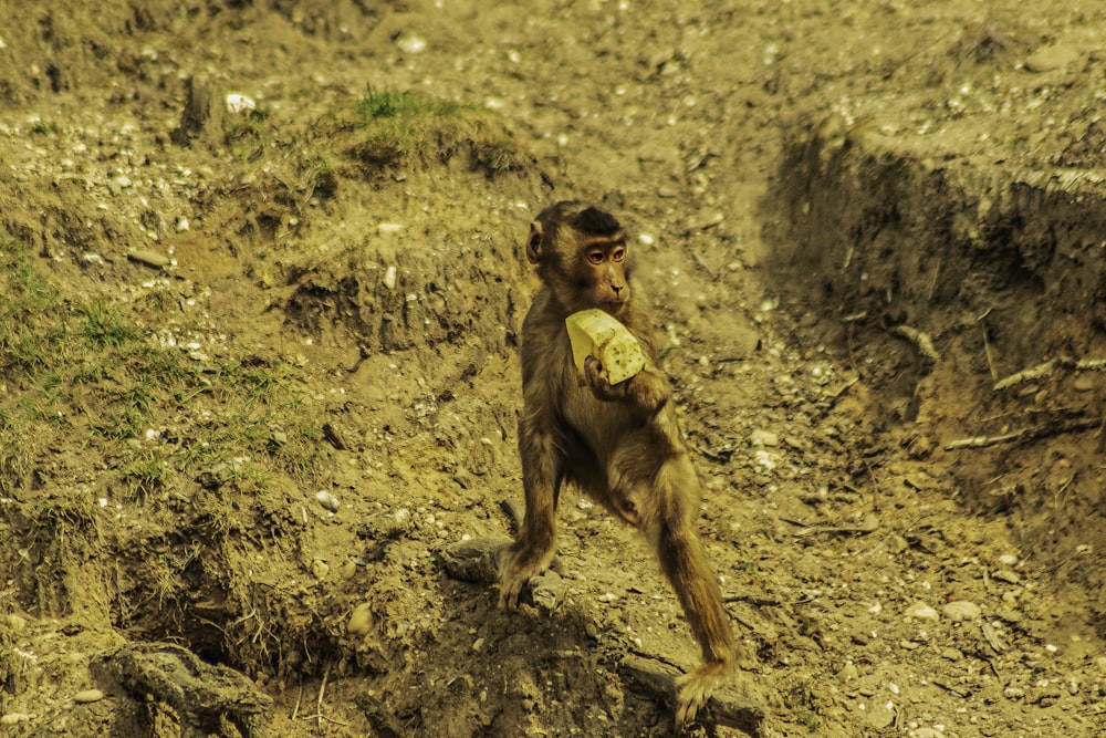 a monkey holding a frisbee