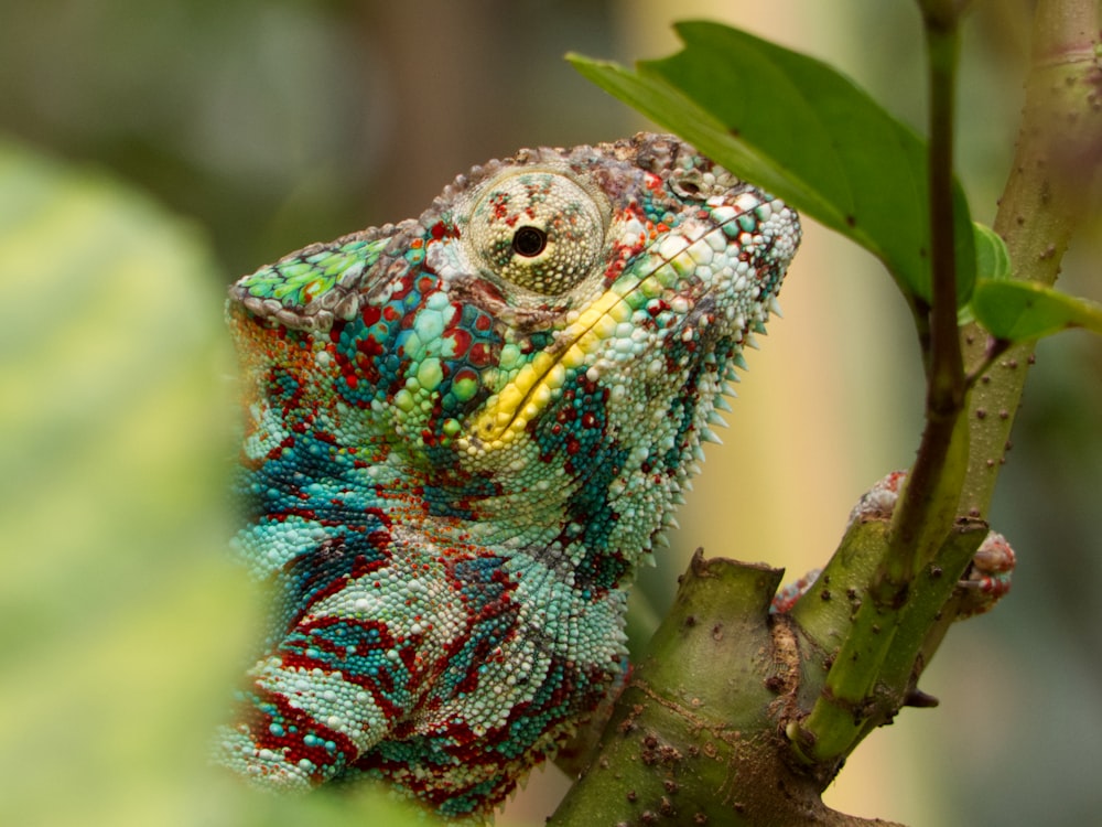 a colorful lizard on a branch