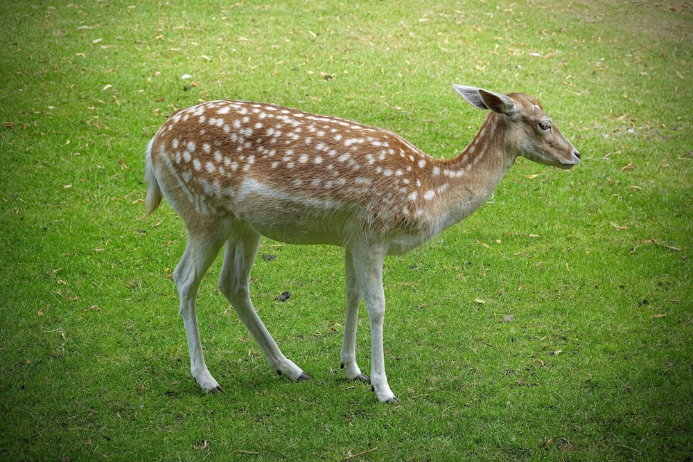 a deer standing in a grassy area