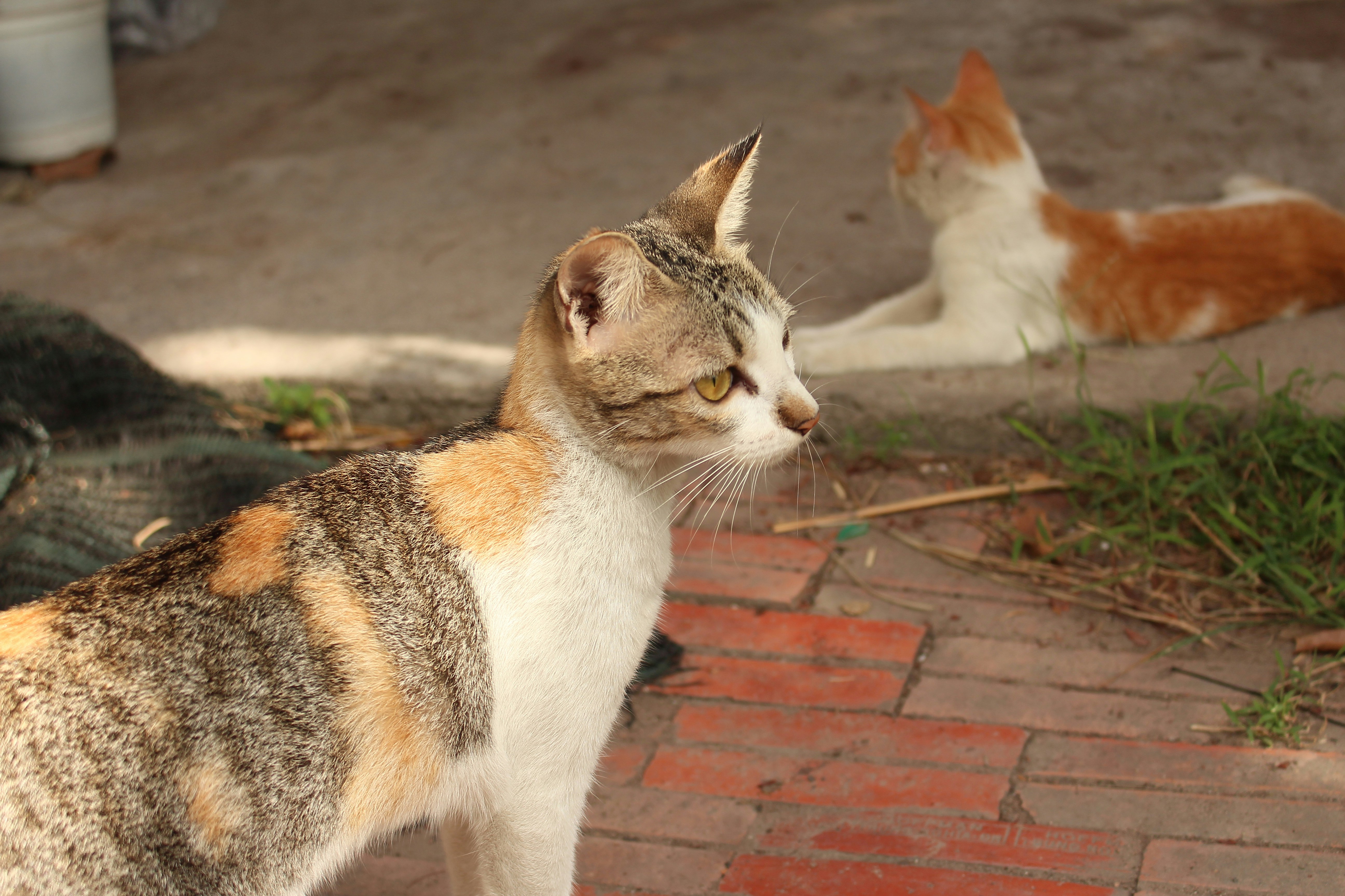 Photo by tieukhoimai