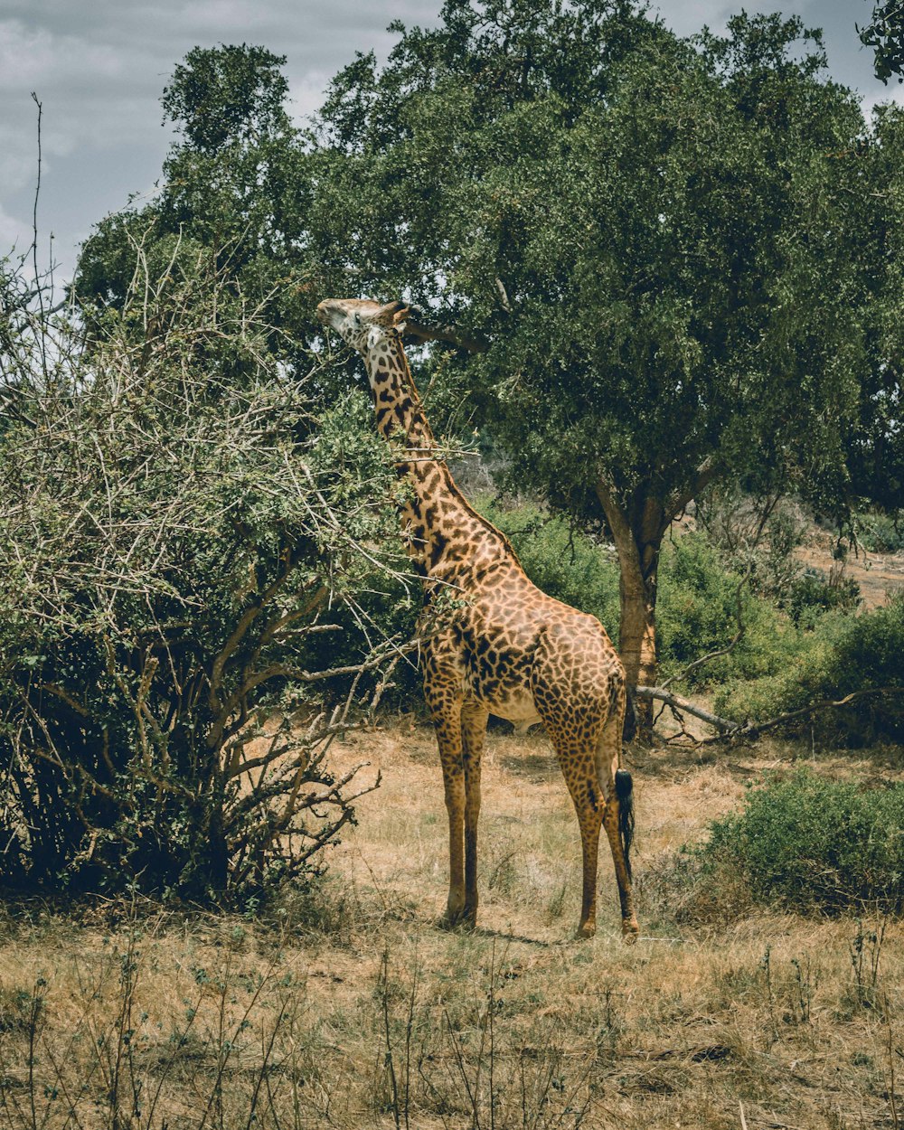 uma girafa de pé ao lado de uma árvore