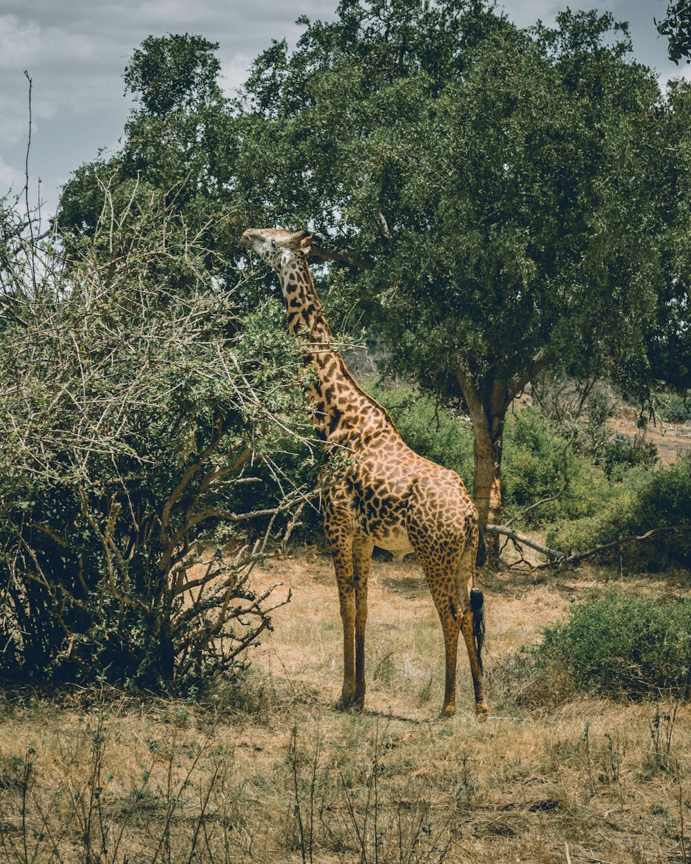 a giraffe standing next to a tree