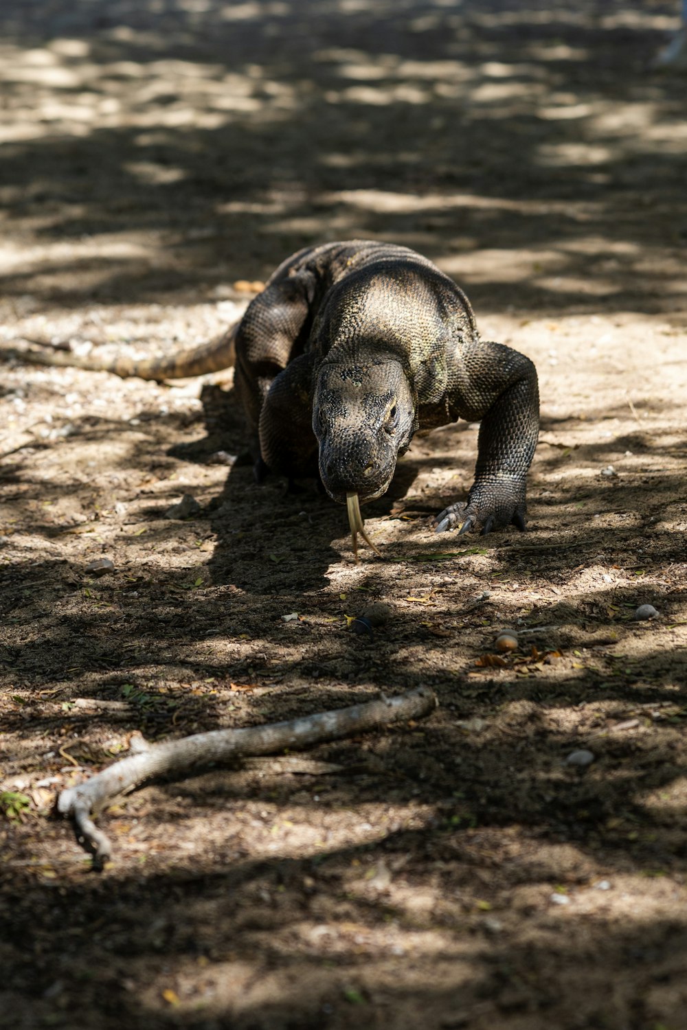 an elephant walking on the dirt