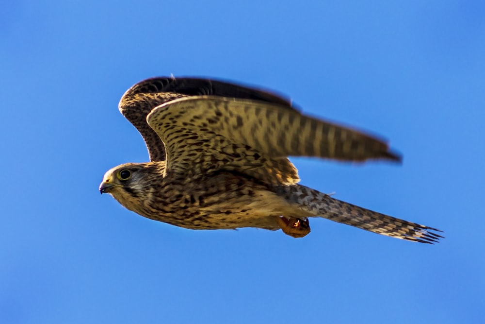 a hawk flying in the sky