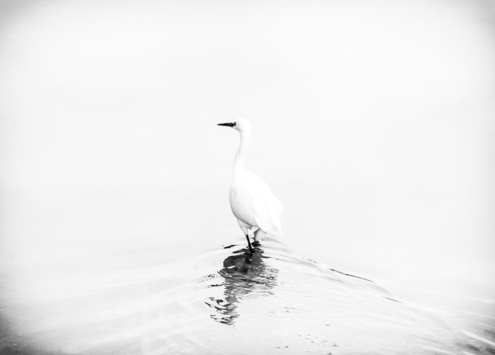 a white bird standing on a wet surface