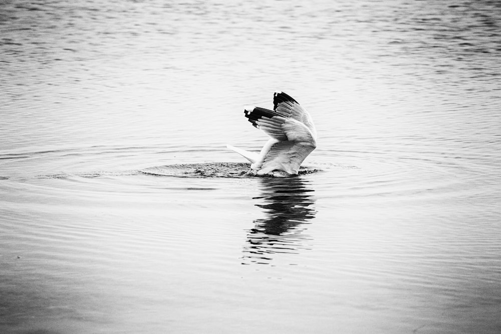 a dog jumping out of the water