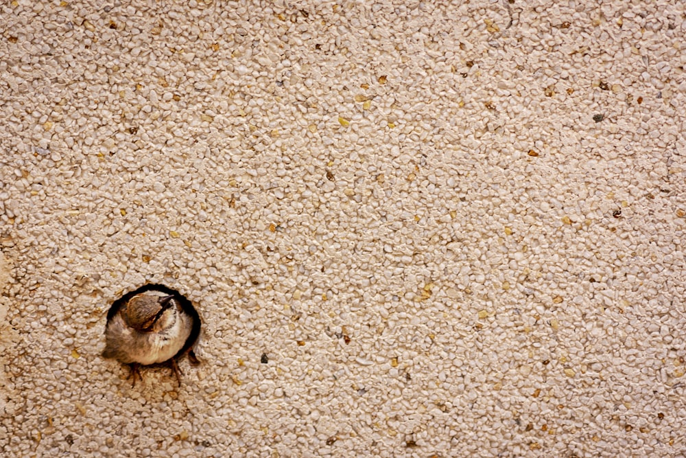 a small turtle on the sand