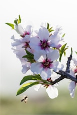 a close up of flowers