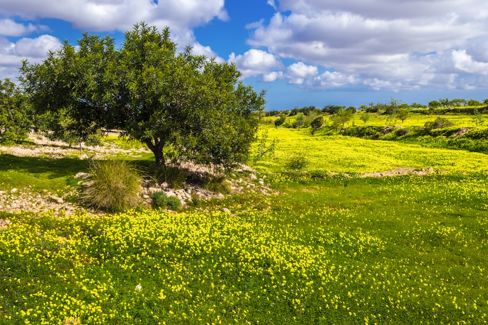 a field of flowers and trees