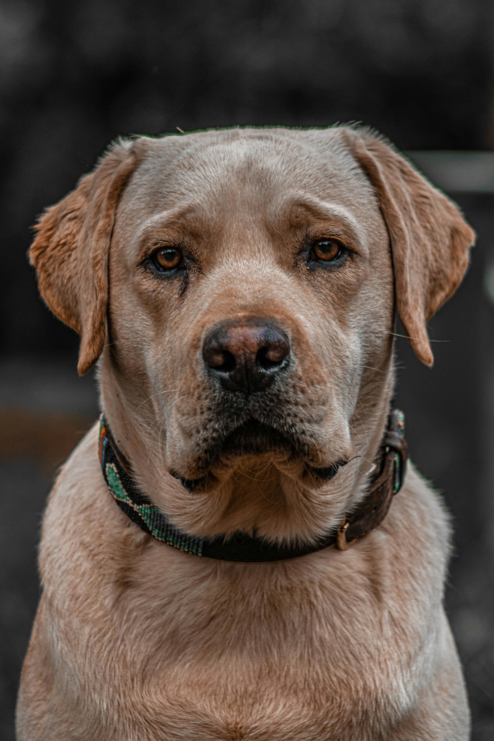 a brown dog with a green collar