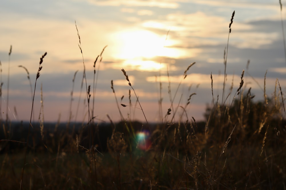 a field of wheat with the sun in the background