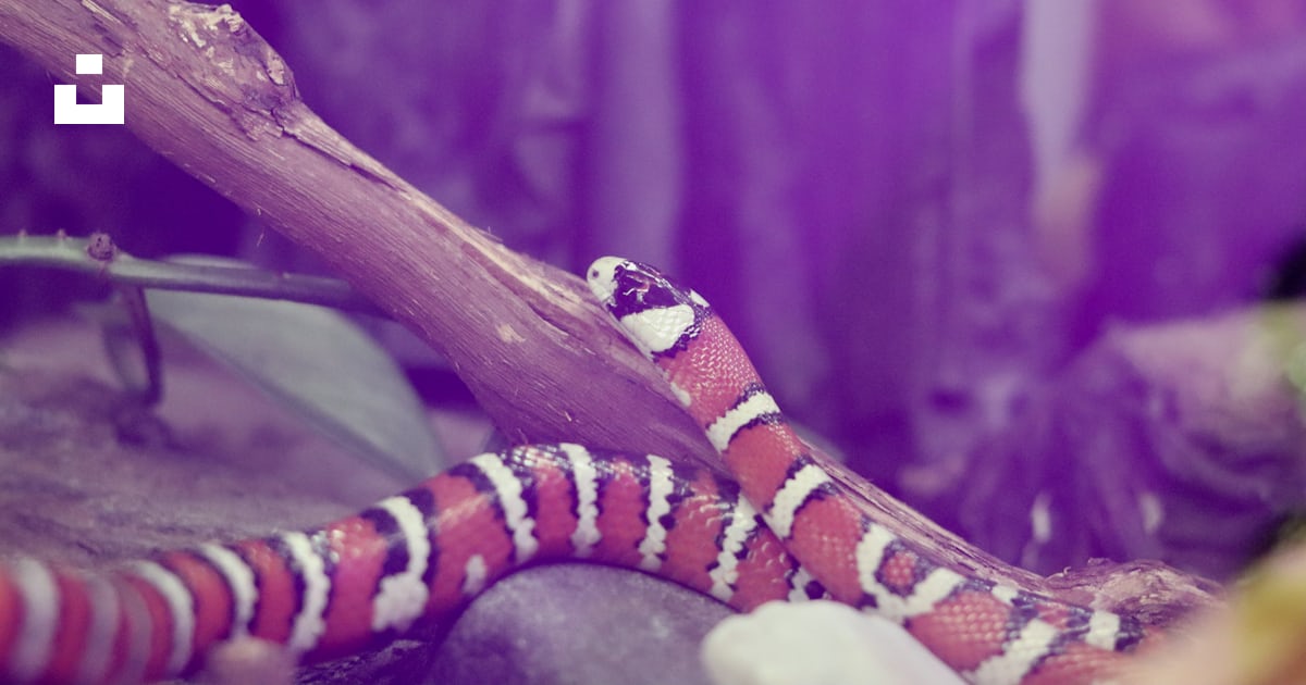 A Snake With A Striped Tail Photo Free Usa Image On Unsplash a-snake-with-a-striped-tail-photo-free-usa-image-on-unsplash