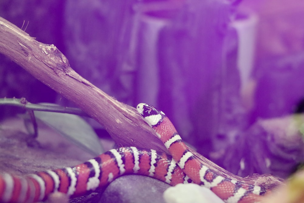a snake with a striped tail