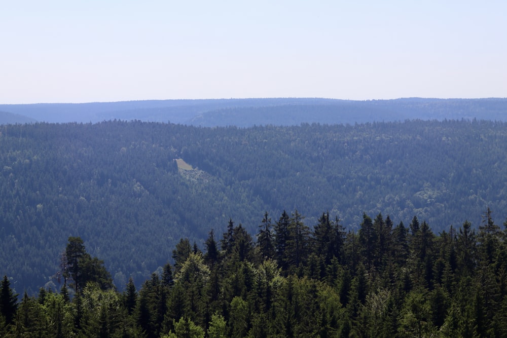 uma floresta de árvores