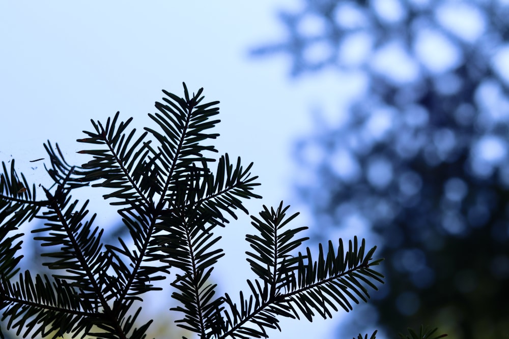 a close up of a pine tree