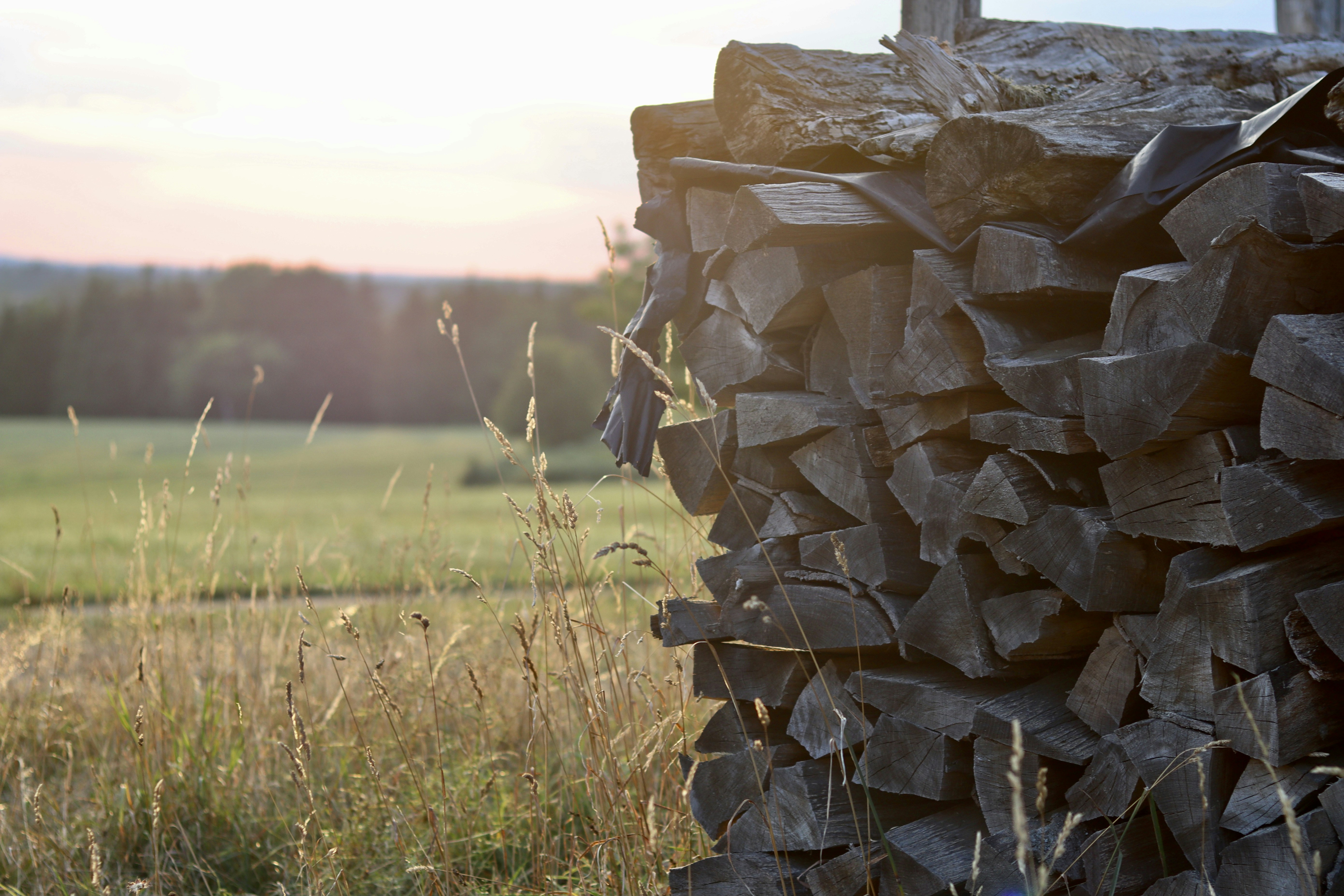 a close-up of a tree stump